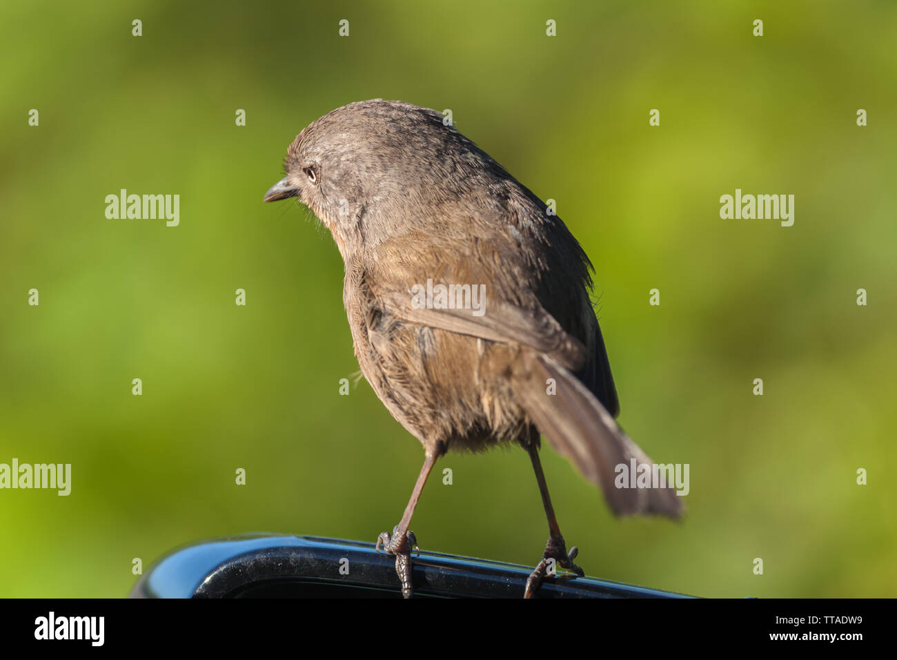 (Wrentit Chamaea fasciata) Sitzstangen auf dem Auto Rückspiegel, Point Reyes National Seashore, California, United States. Stockfoto