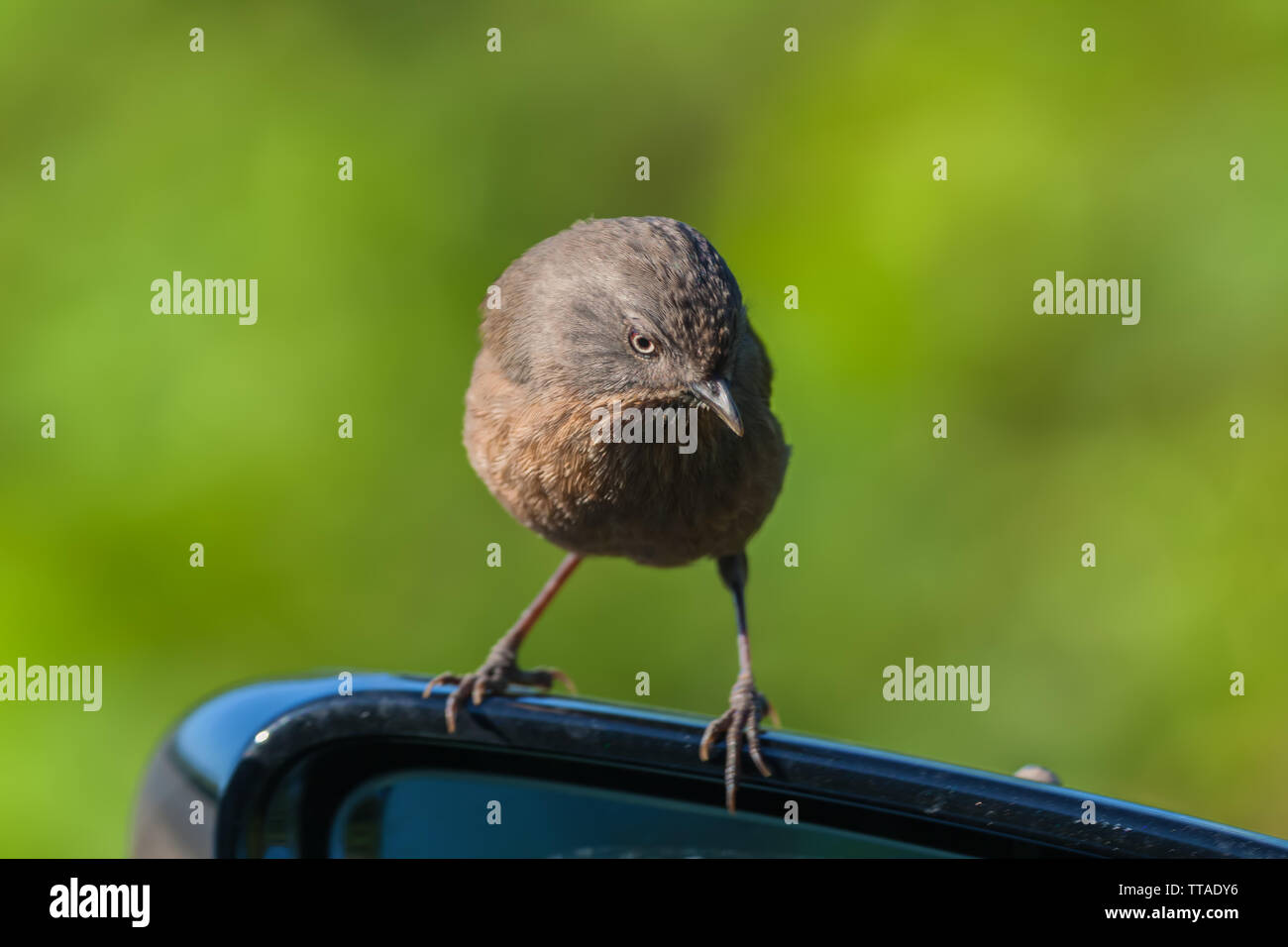 (Wrentit Chamaea fasciata) Sitzstangen auf dem Auto Rückspiegel, Point Reyes National Seashore, California, United States. Stockfoto