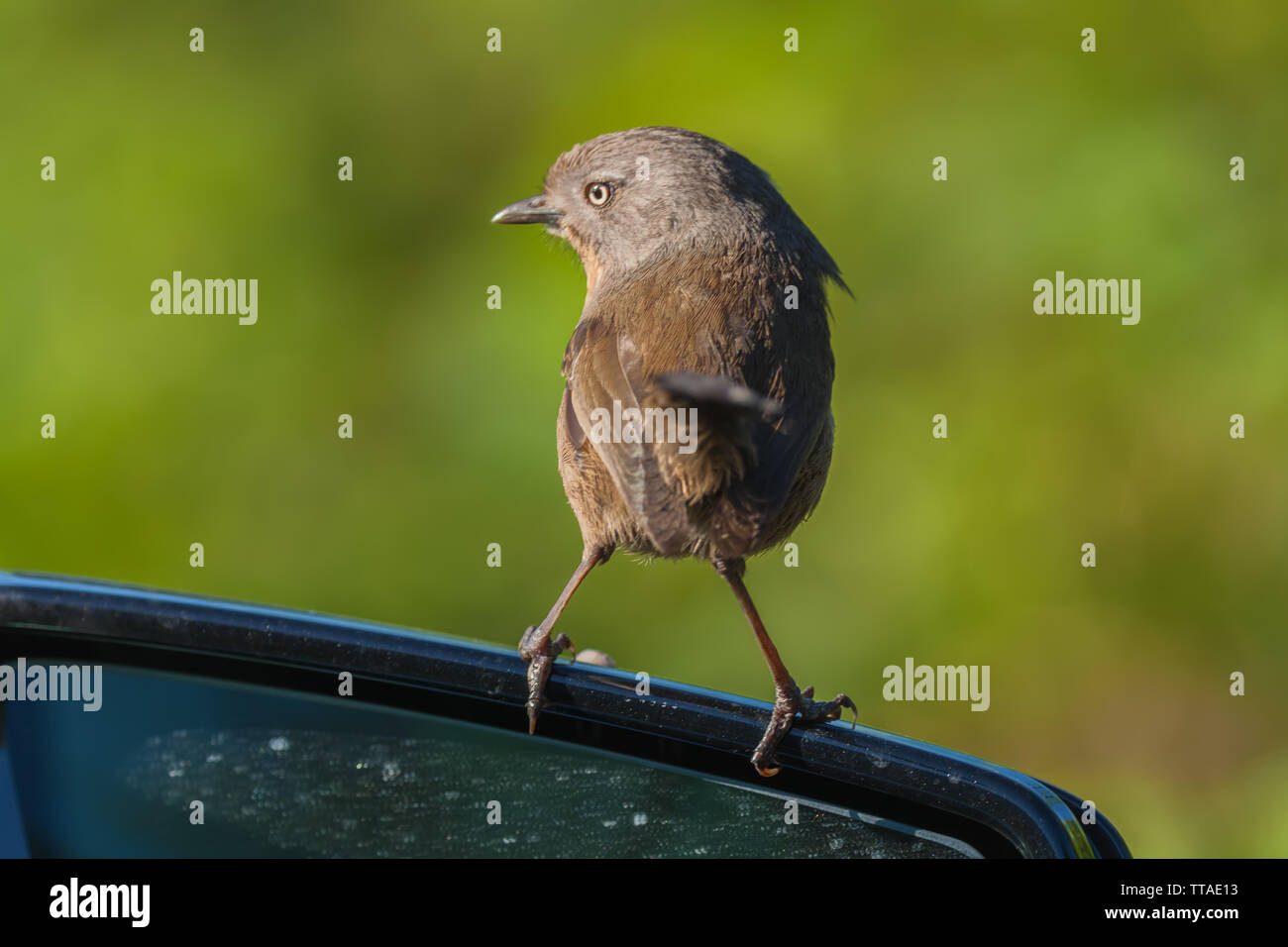 (Wrentit Chamaea fasciata) Sitzstangen auf dem Auto Rückspiegel, Point Reyes National Seashore, California, United States. Stockfoto