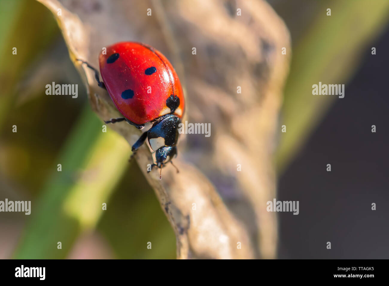 Sieben - gefleckte Dame Käfer, Coccinella septempunctata, Point Reyes National Seashore, California, United States. Stockfoto