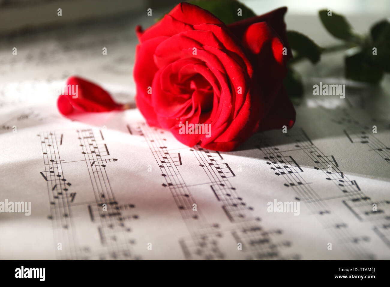 Schöne Rose auf Noten, Nahaufnahme Stockfoto