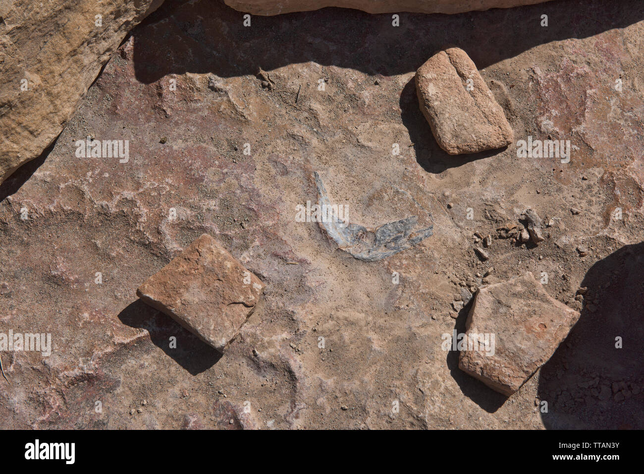 Dinosaurier fossil in Torotoro Nationalpark, Torotoro, Bolivien Stockfoto