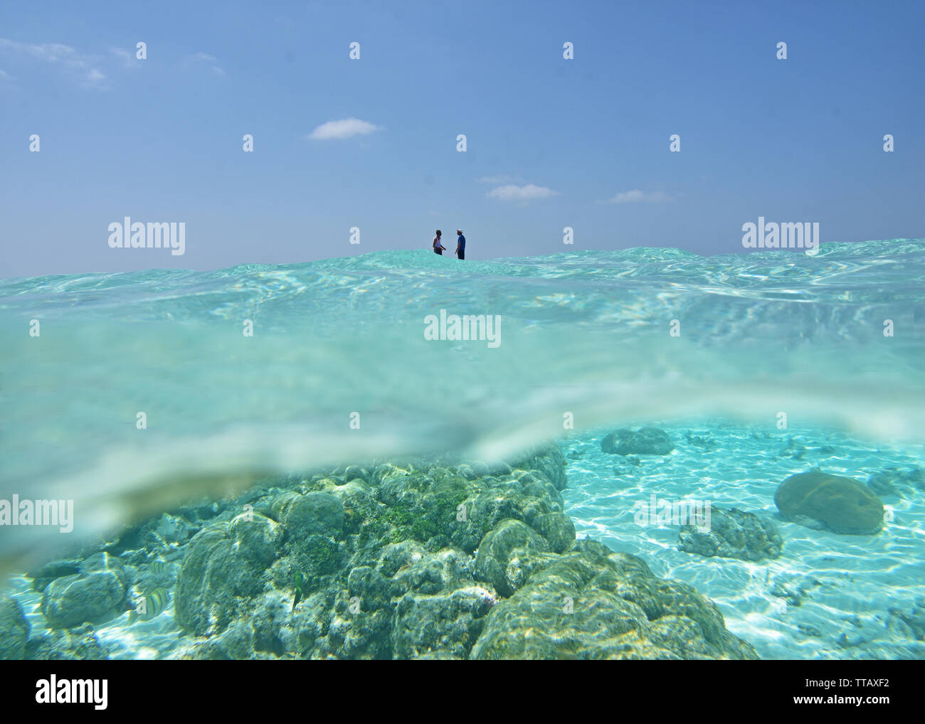 Tauchen und Unterwasserwelt, Andamanen und Nikobaren, Indien Stockfoto