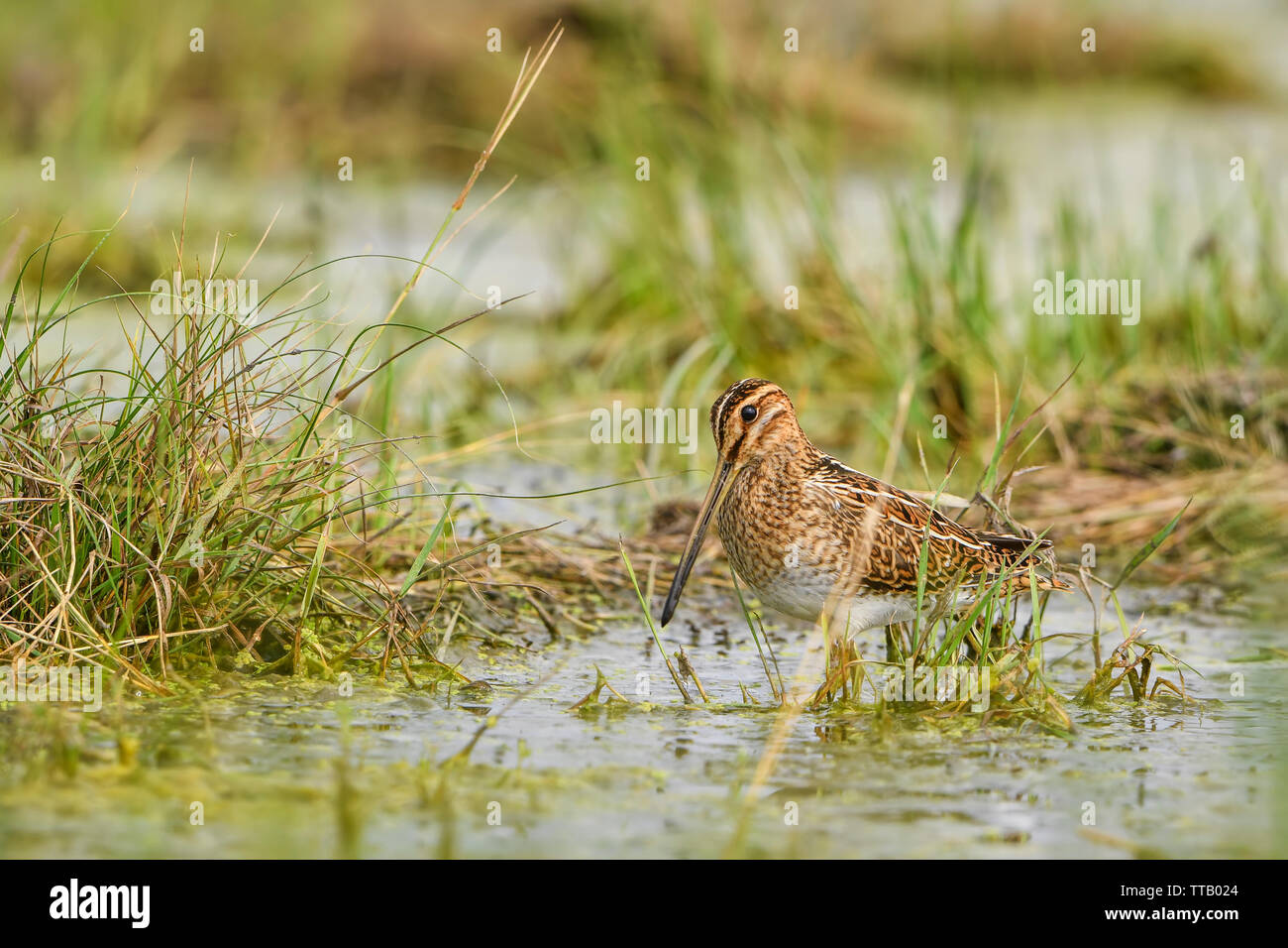 Snipe - Gallinago gallinago, schöne scheuen Vogel mit einem langen Schnabel aus europäischen Mooren und Sümpfen, Hortobagy National Park, Ungarn. Stockfoto