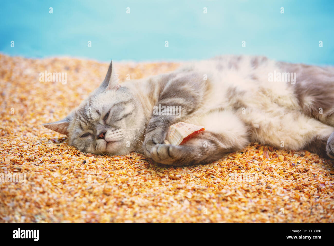Katze am Strand liegen und Halten der Shell Stockfoto