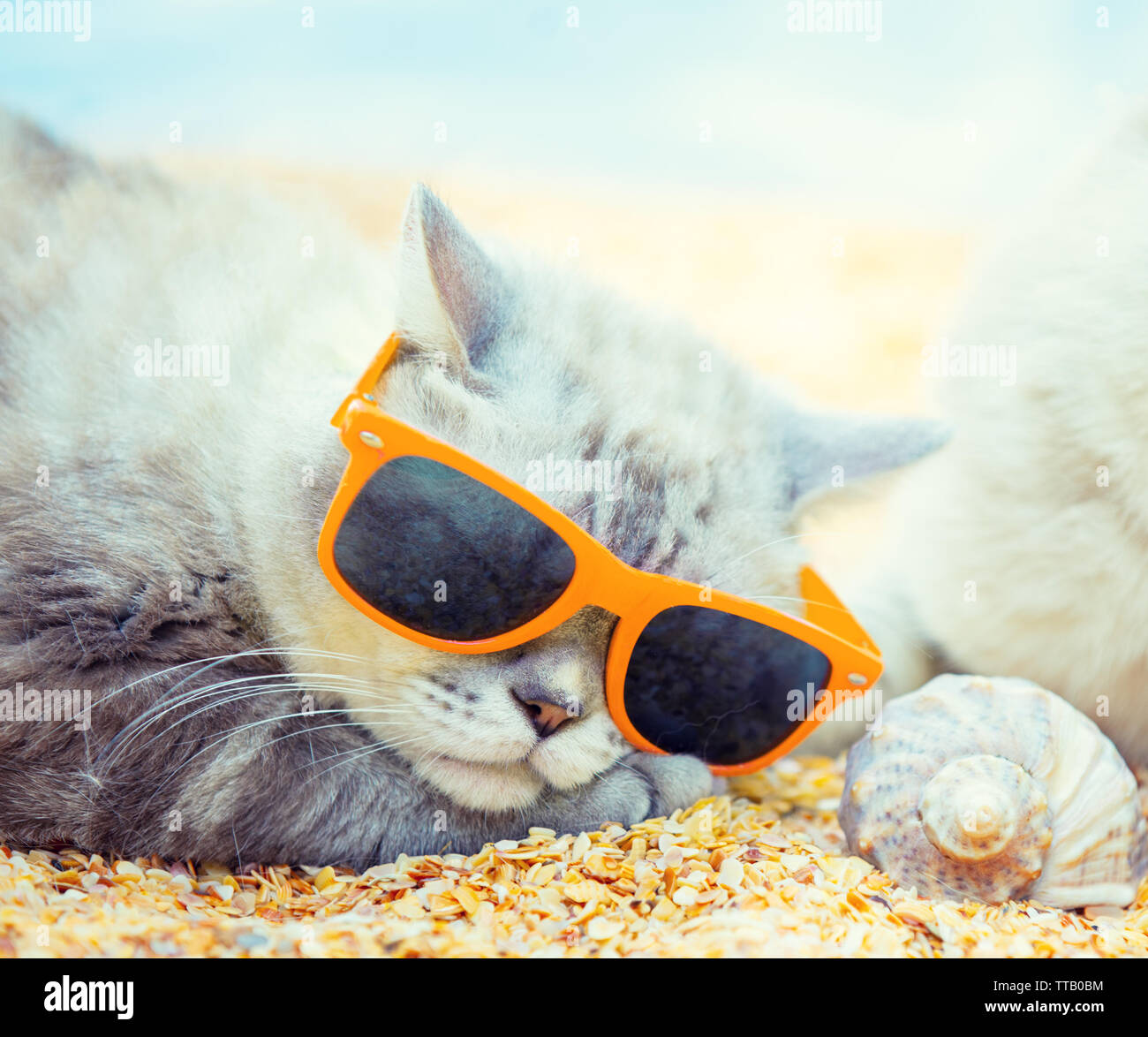 Katze mit Sonnenbrille am Strand liegen in der Nähe von Shell Stockfoto