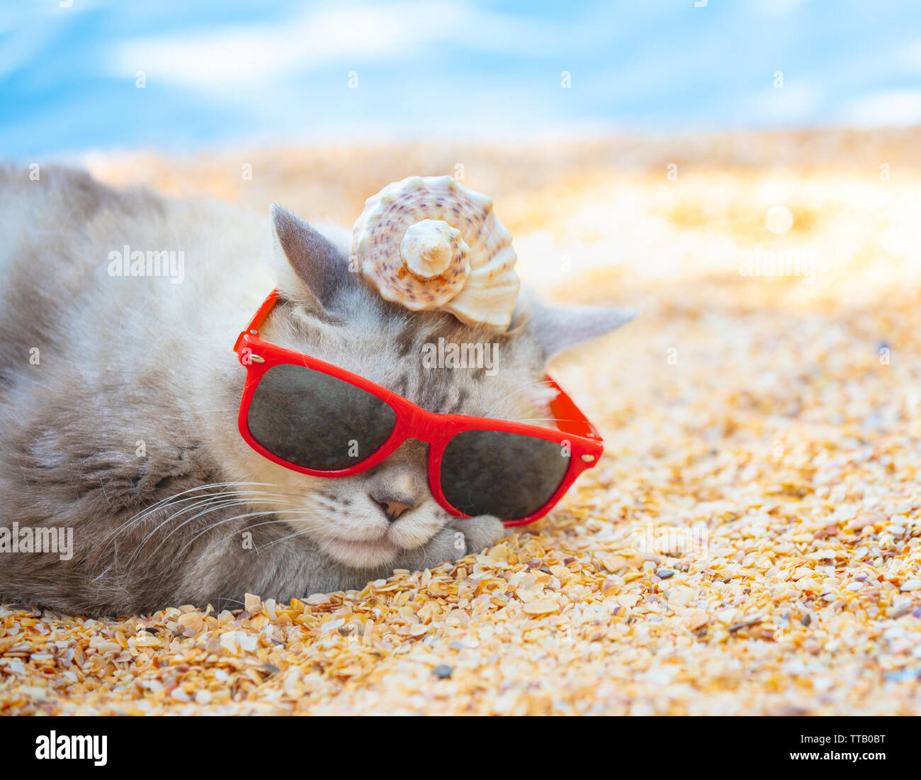 Katze mit Sonnenbrille mit der Shell auf dem Kopf am Strand liegen Stockfoto