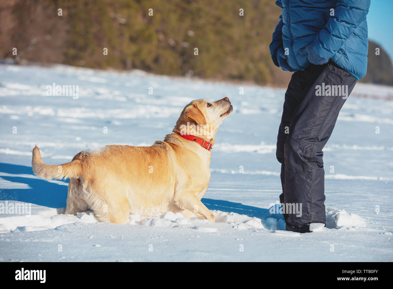 Ein Mann mit einem Hund spielen in einem schneebedeckten Feld im Winter Stockfoto