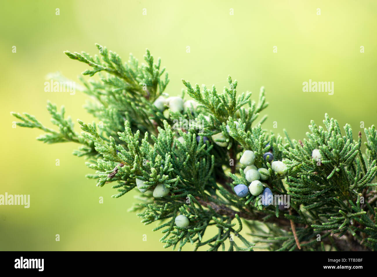 Rotes Zedernholz (Juniperus virginiana) Stockfoto