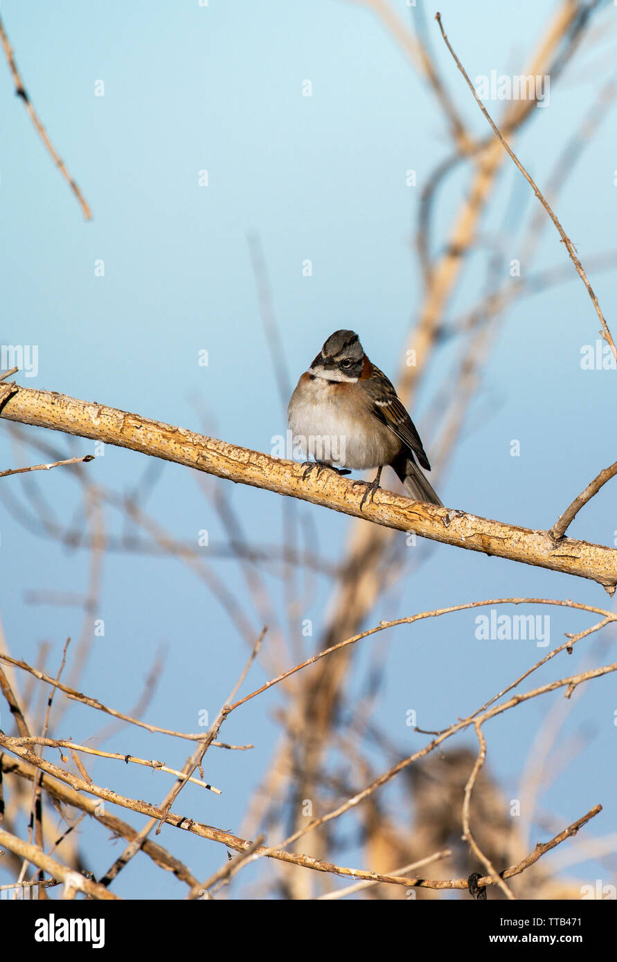Rufous-collared Sparrow oder Anden sparrow (Zonotrichia capensis) Stockfoto