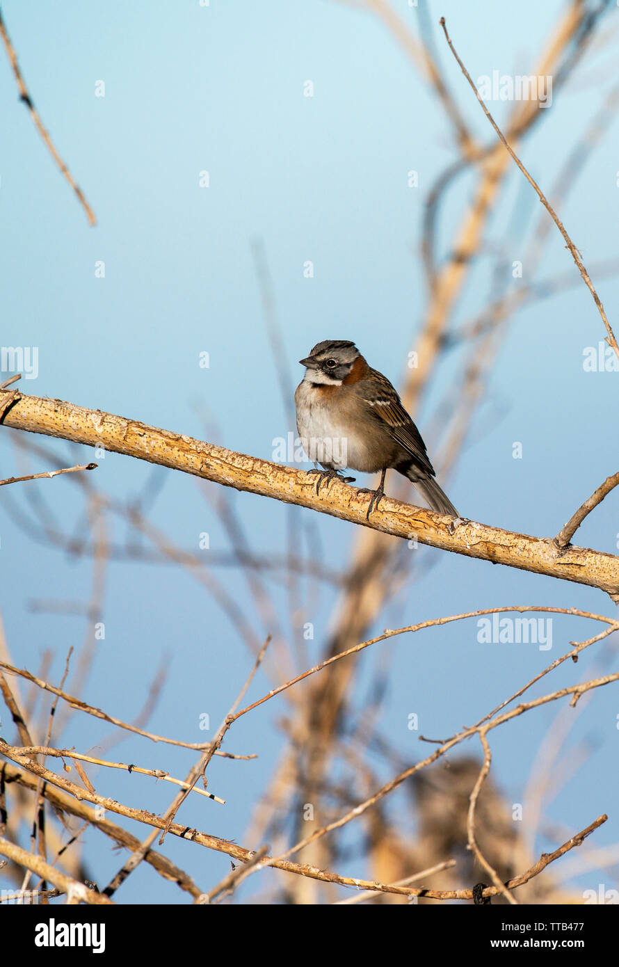 Rufous-collared Sparrow oder Anden sparrow (Zonotrichia capensis) Stockfoto