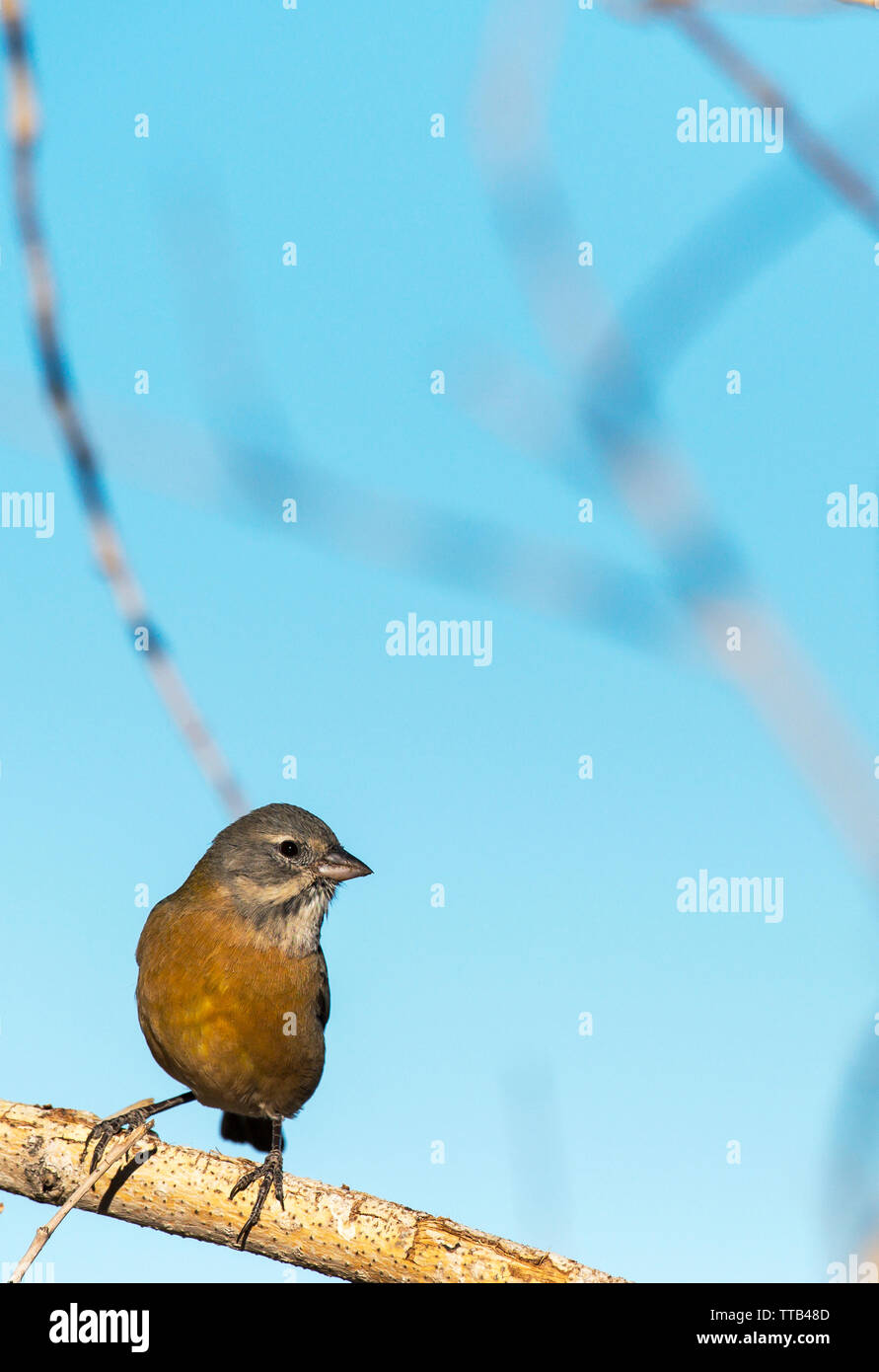 Grau - Hooded sierra Finch (Phrygilus gayi) Stockfoto