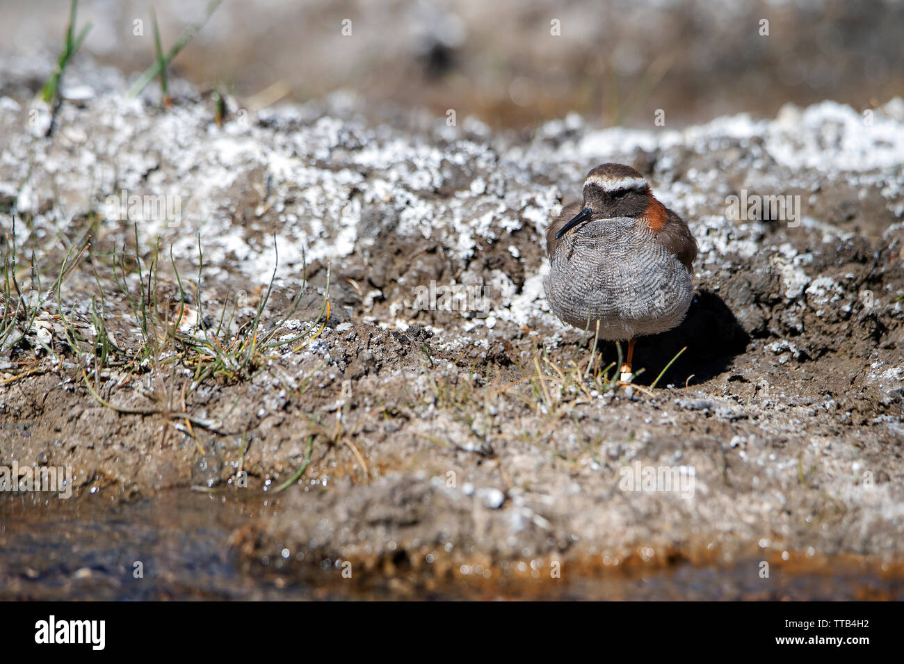 Diademed, Sandpiper plover (Phegornis mitchellii) Stockfoto