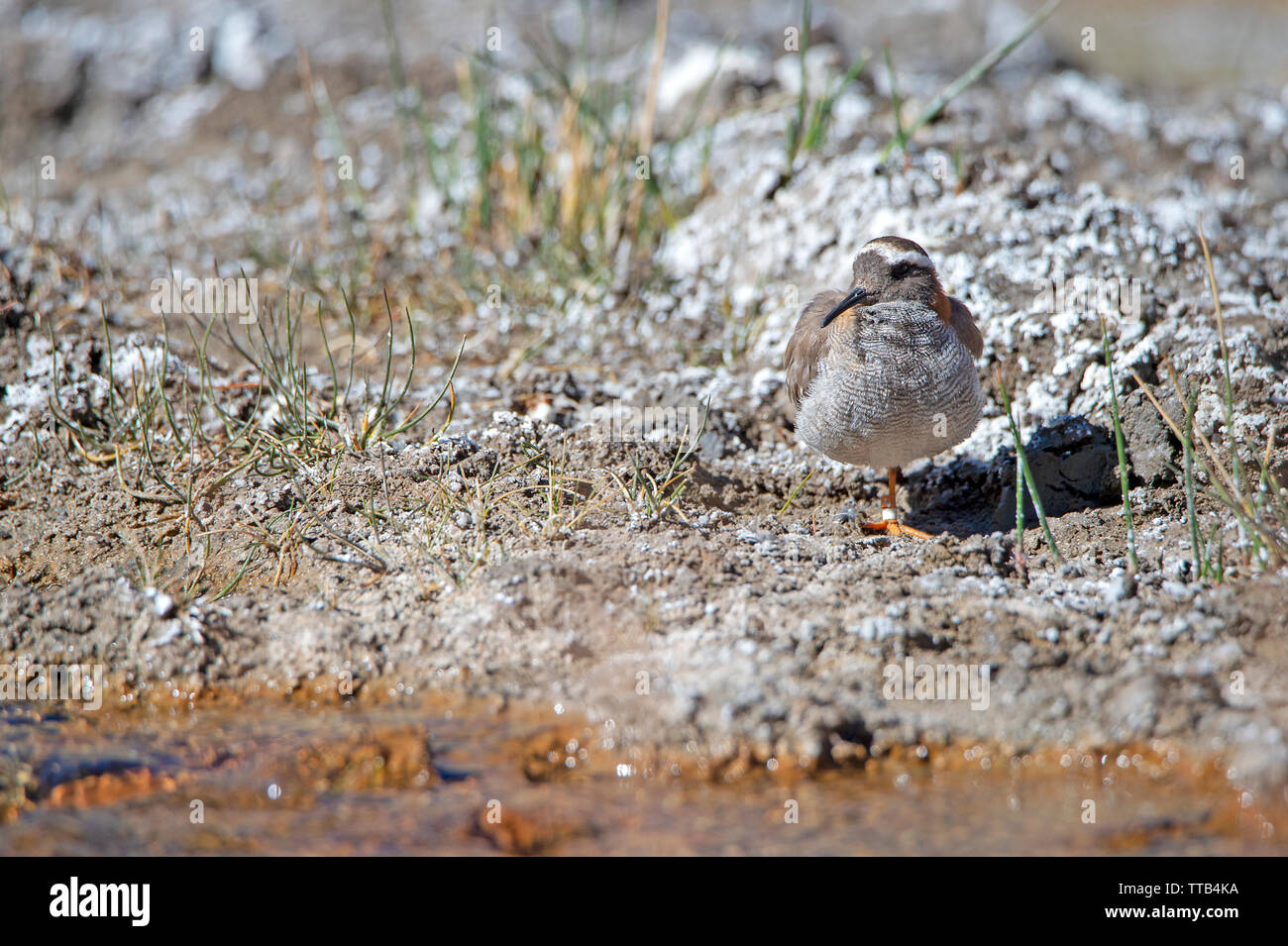 Diademed, Sandpiper plover (Phegornis mitchellii) Stockfoto