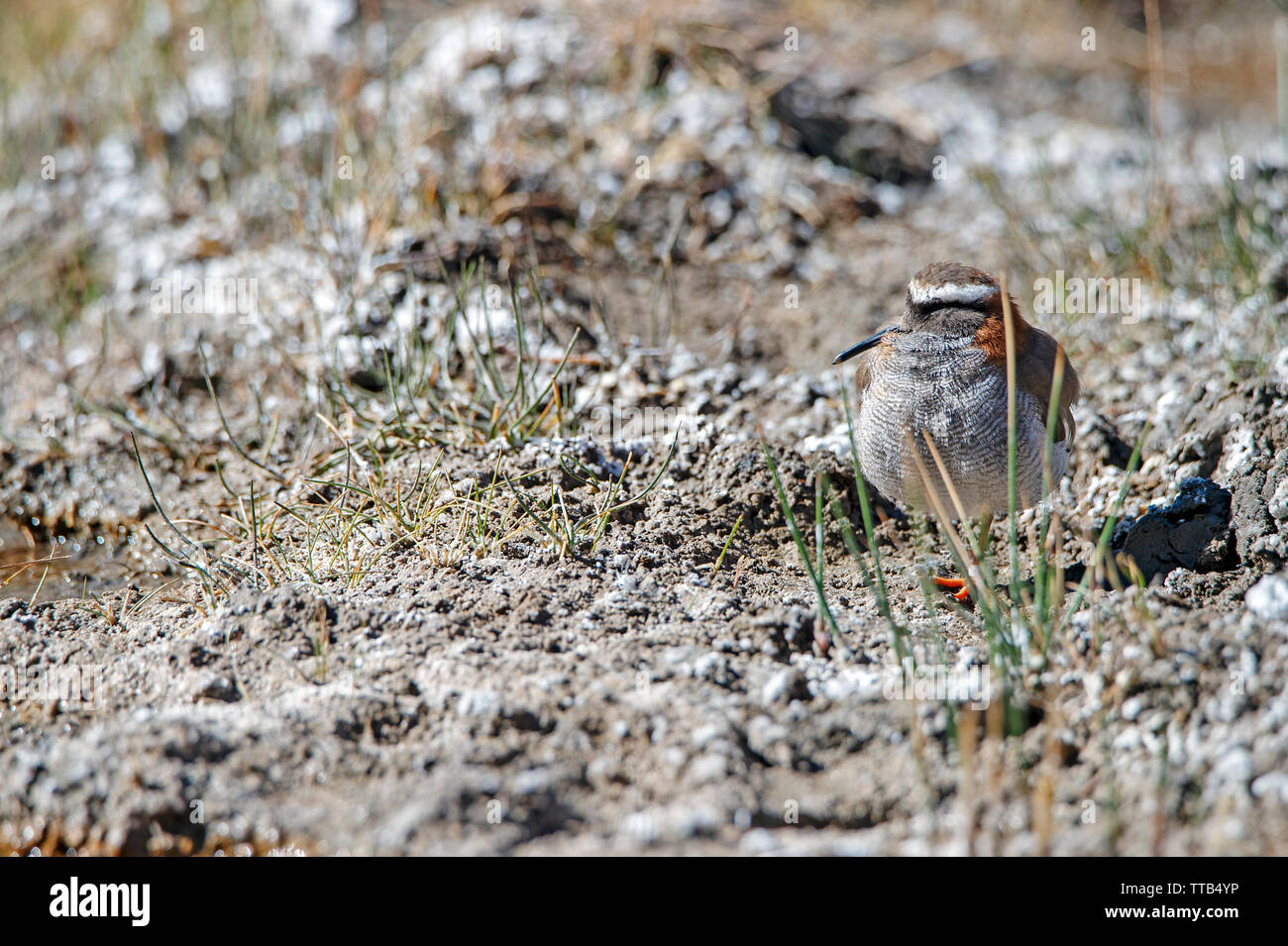 Diademed, Sandpiper plover (Phegornis mitchellii) Stockfoto