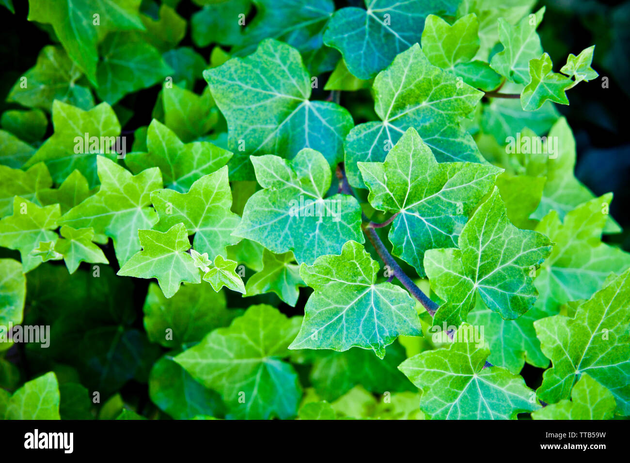 Grüner Sommer Blätter Muster Hintergrund. Natürliche Hintergrund und Tapeten. Stockfoto