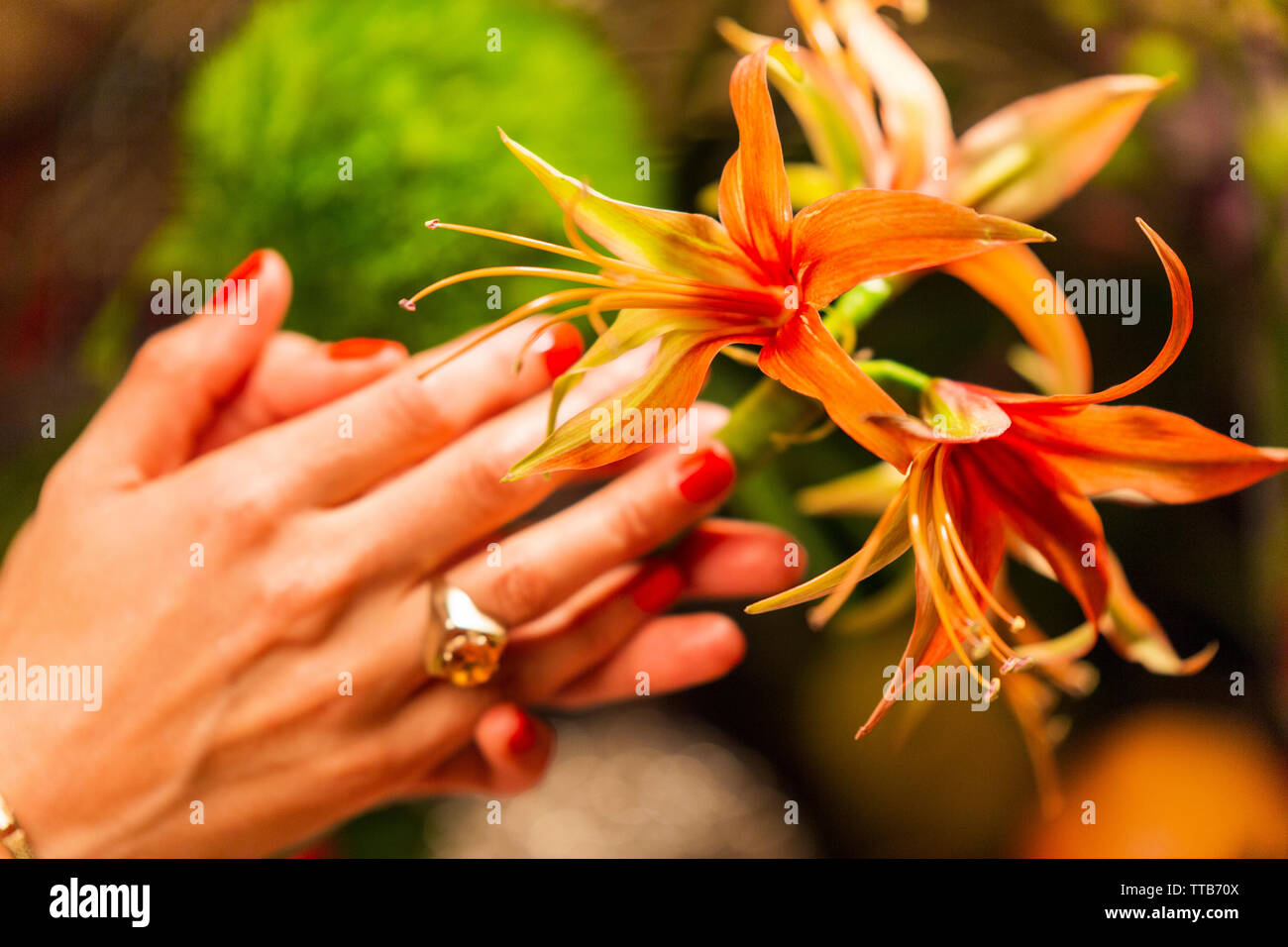 Hand, die Blüten vor Herbst ernten Stockfoto