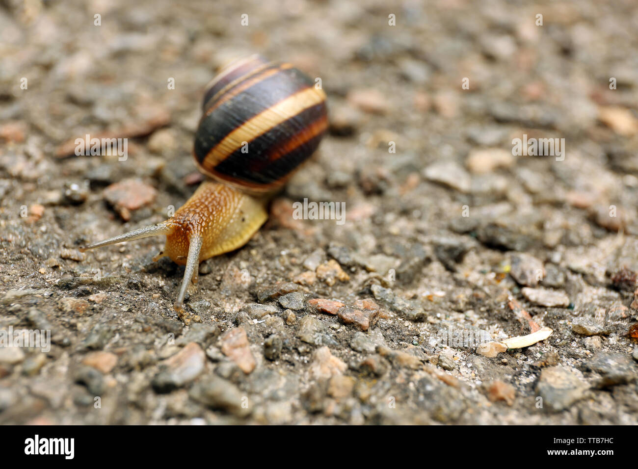 Schnecke kriecht auf dem Boden Stockfoto