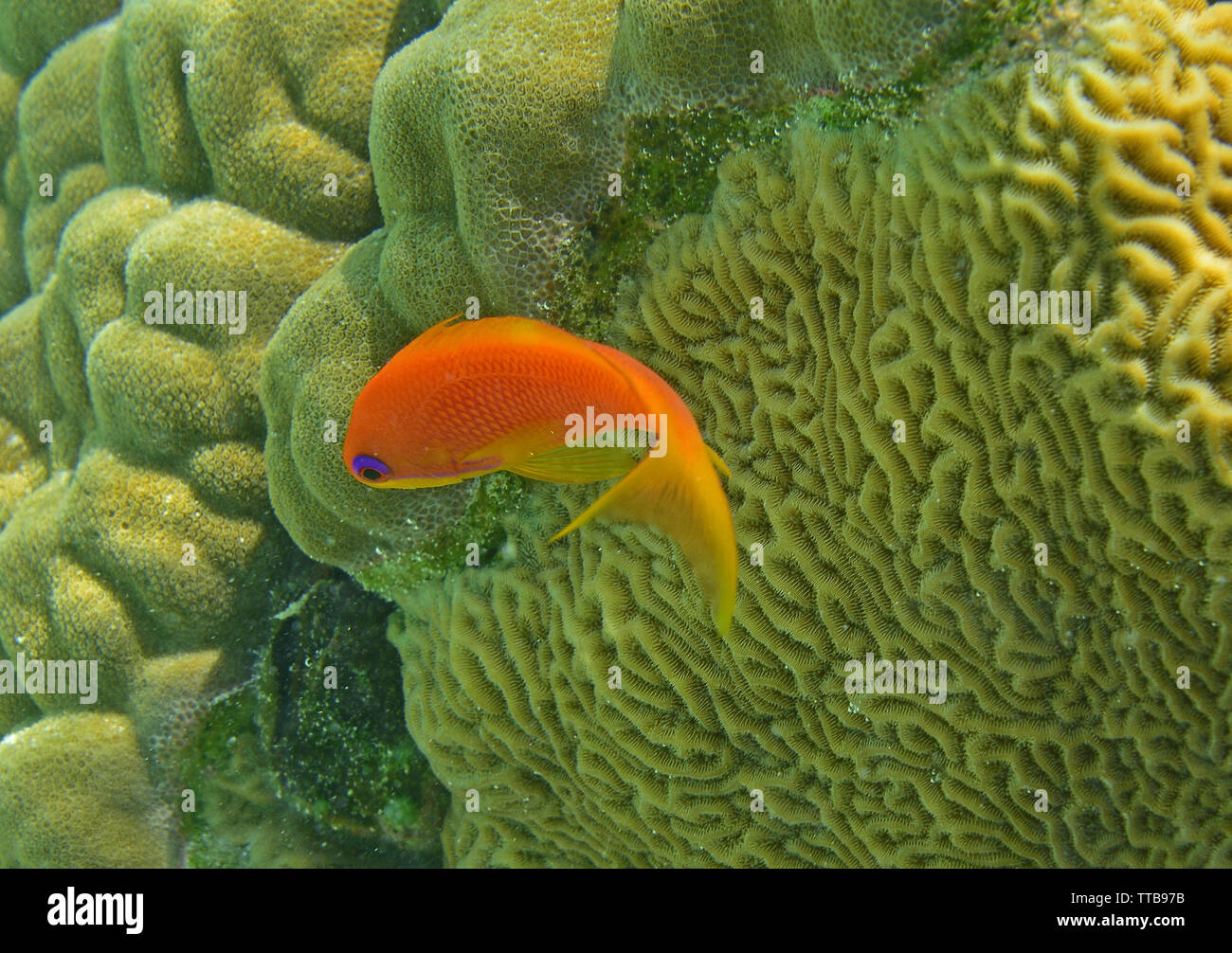 Tauchen und Unterwasserwelt, Andamanen und Nikobaren, Indien Stockfoto
