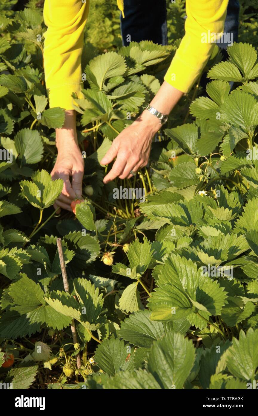 Ernte Erdbeeren im Frühling in eine Zuteilung in Nijmegen in den Niederlanden Stockfoto