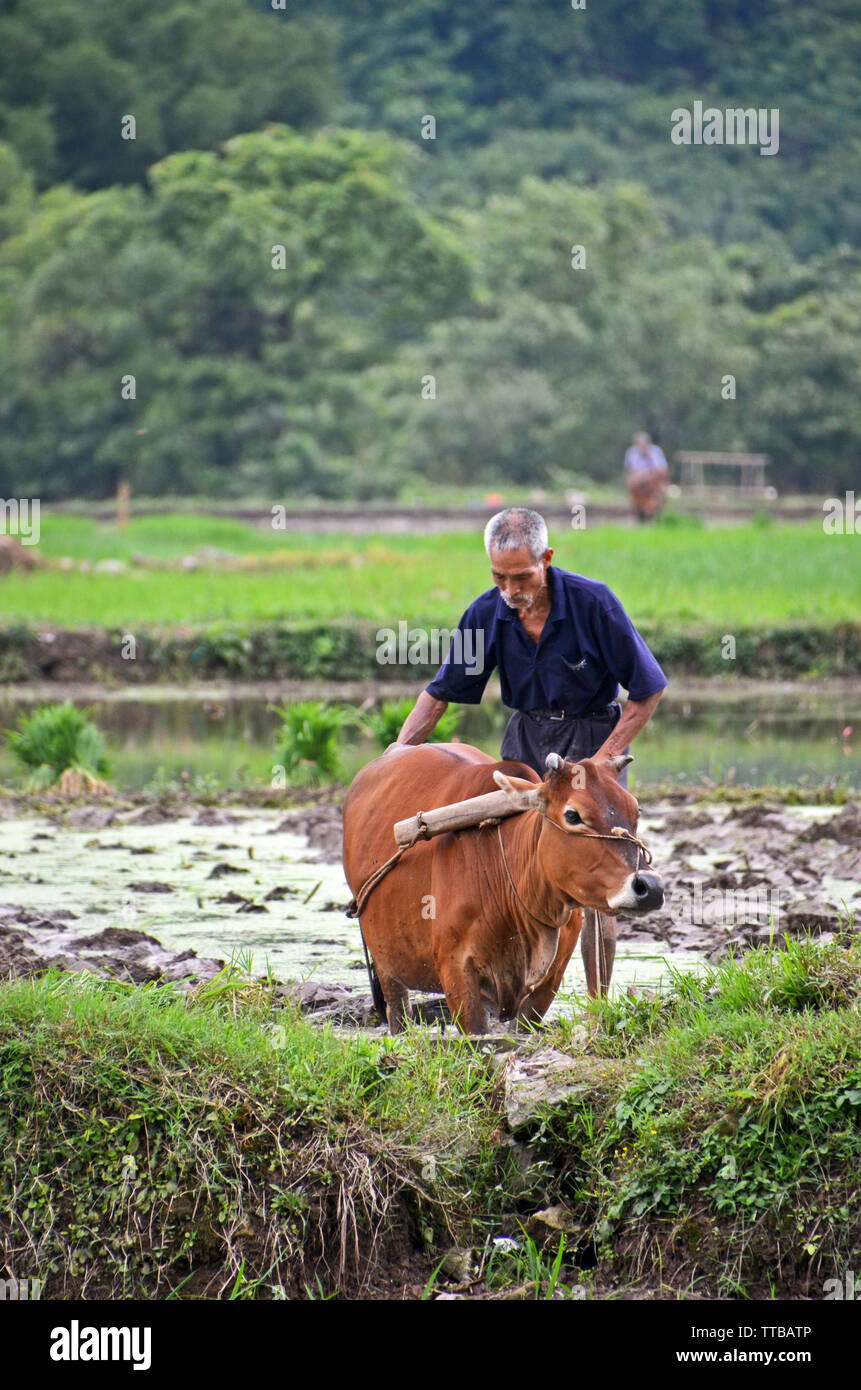 Ein Mann Pflüge einem Reisfeld mit einer Kuh in der Nähe von Yangshuo, China Stockfoto