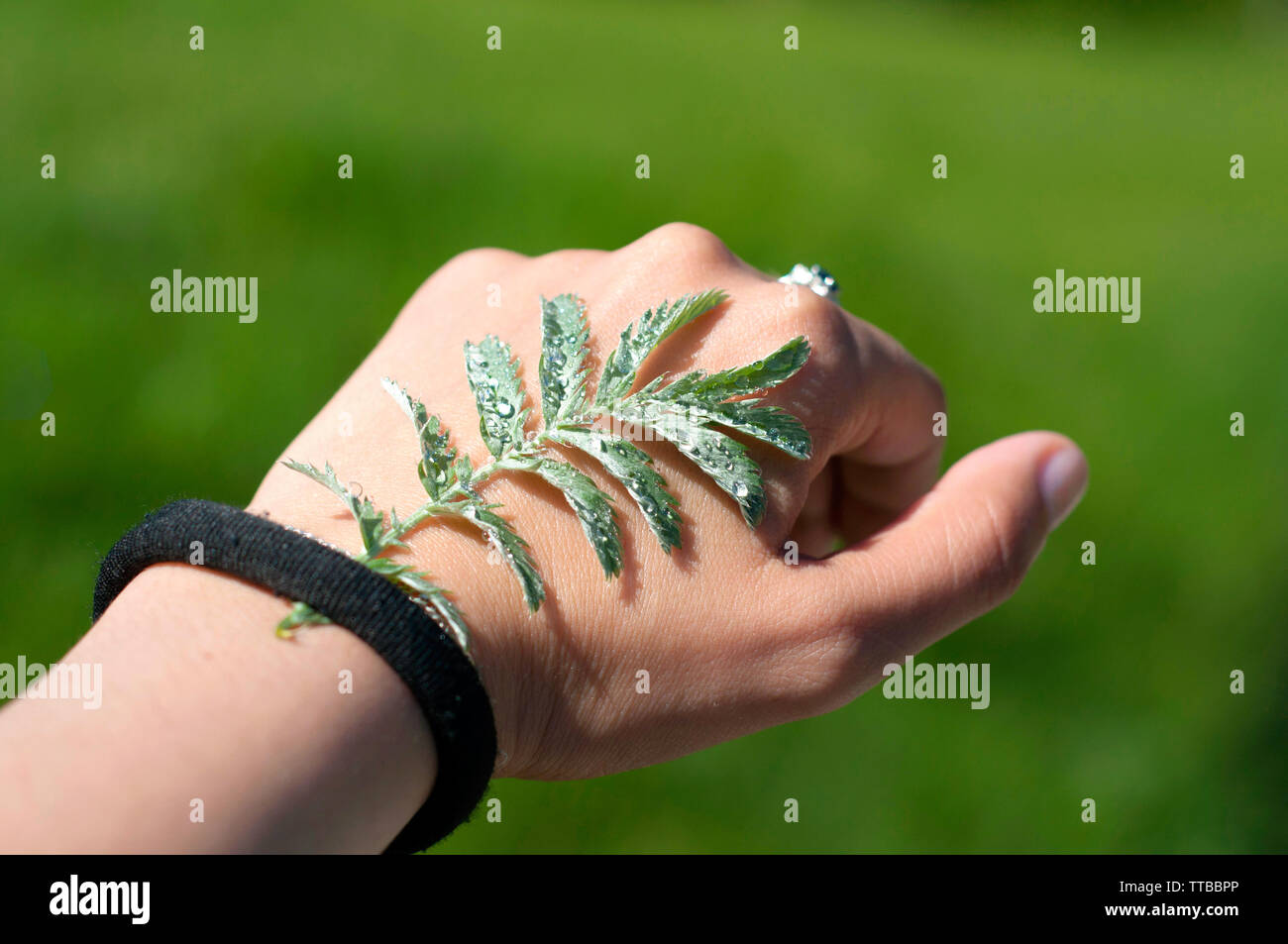 Ein schönes Blatt mit Wassertropfen in der Hand einer Frau. Sonnigen Tag. Blatt mit Tau auf Frau hand Stockfoto