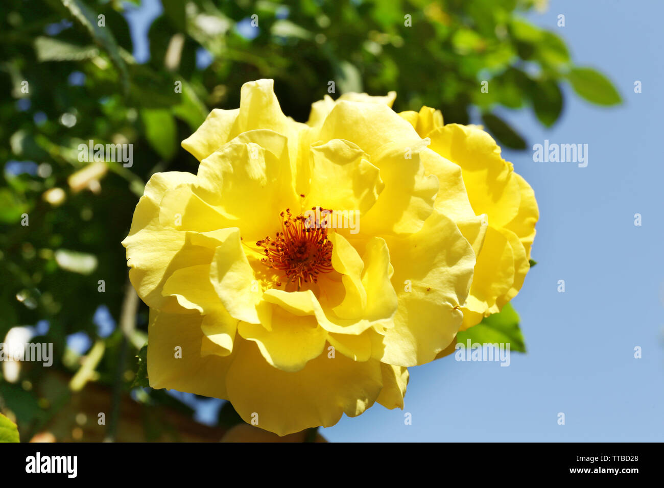 Schöne helle Rose im Garten Stockfoto