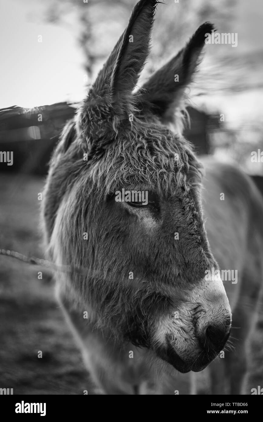 Mein fovorite Tiere und Haustiere Stockfoto