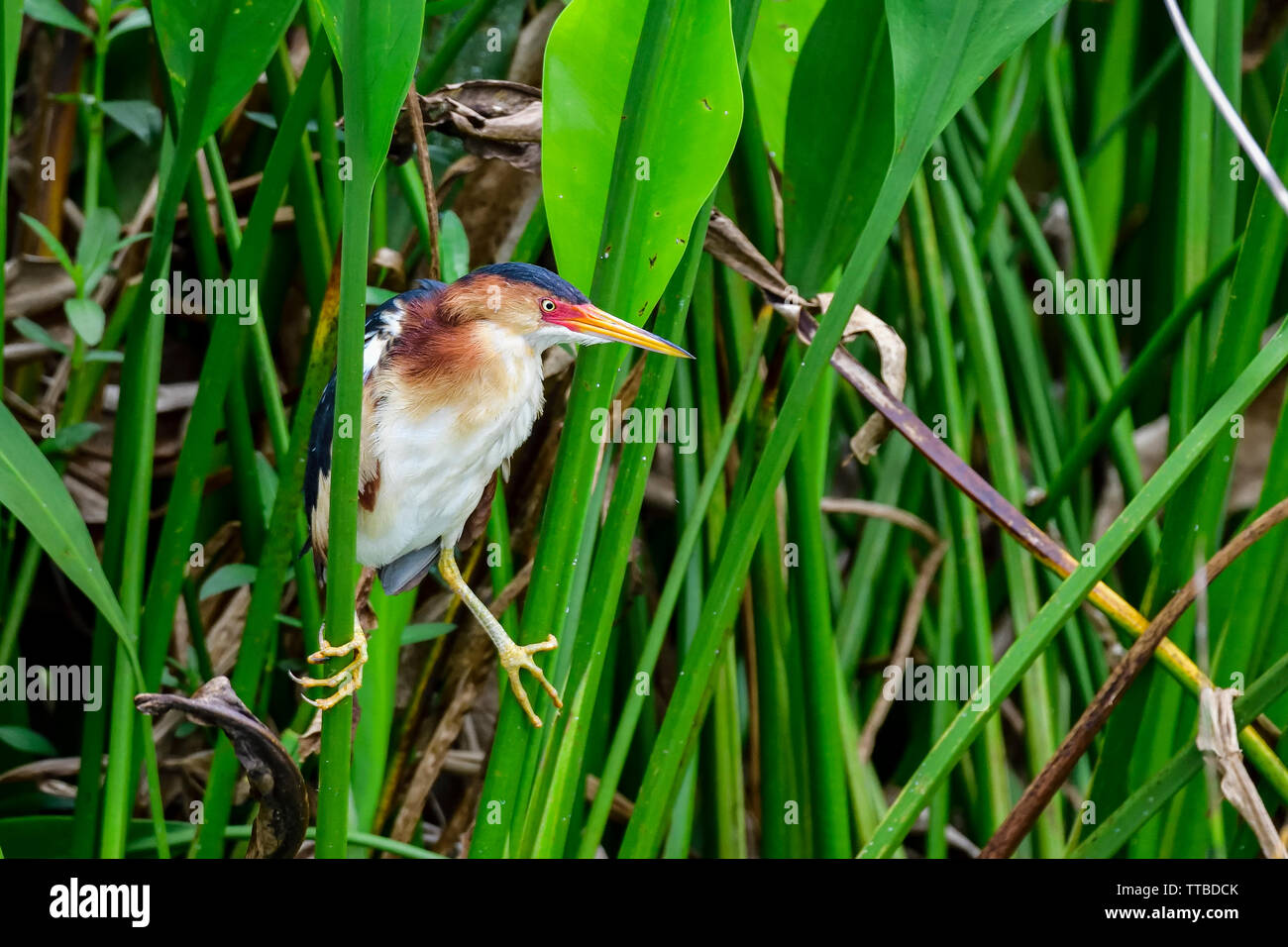 Mindestens rohrdommel Balancing auf der Reed Stockfoto