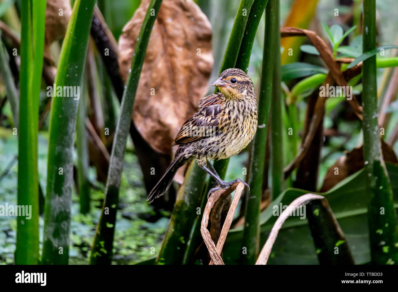 Red-winged blackbird (weiblich) Stockfoto