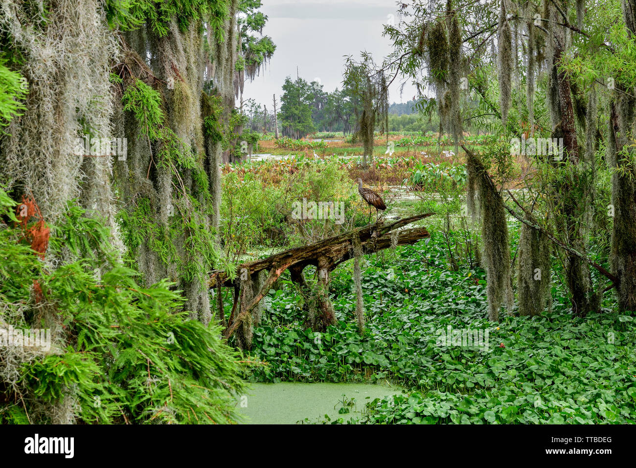Pristine Florida Feuchtgebiete, wie es sein sollte. (Limpkin ist auch in den Lebensraum sichtbar). Stockfoto