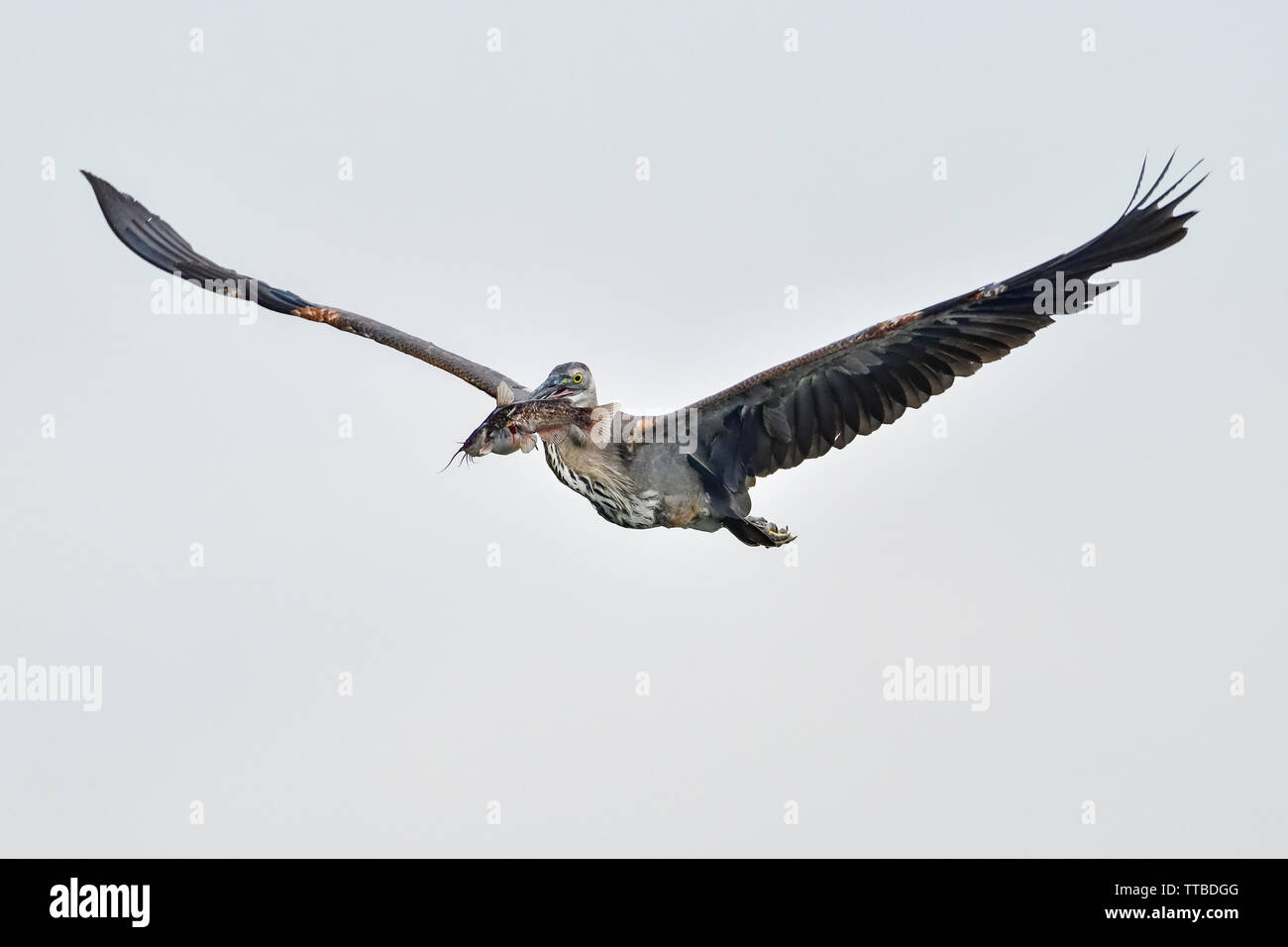 Frühe Vogel fängt ... einen Fisch zum Frühstück. Stockfoto