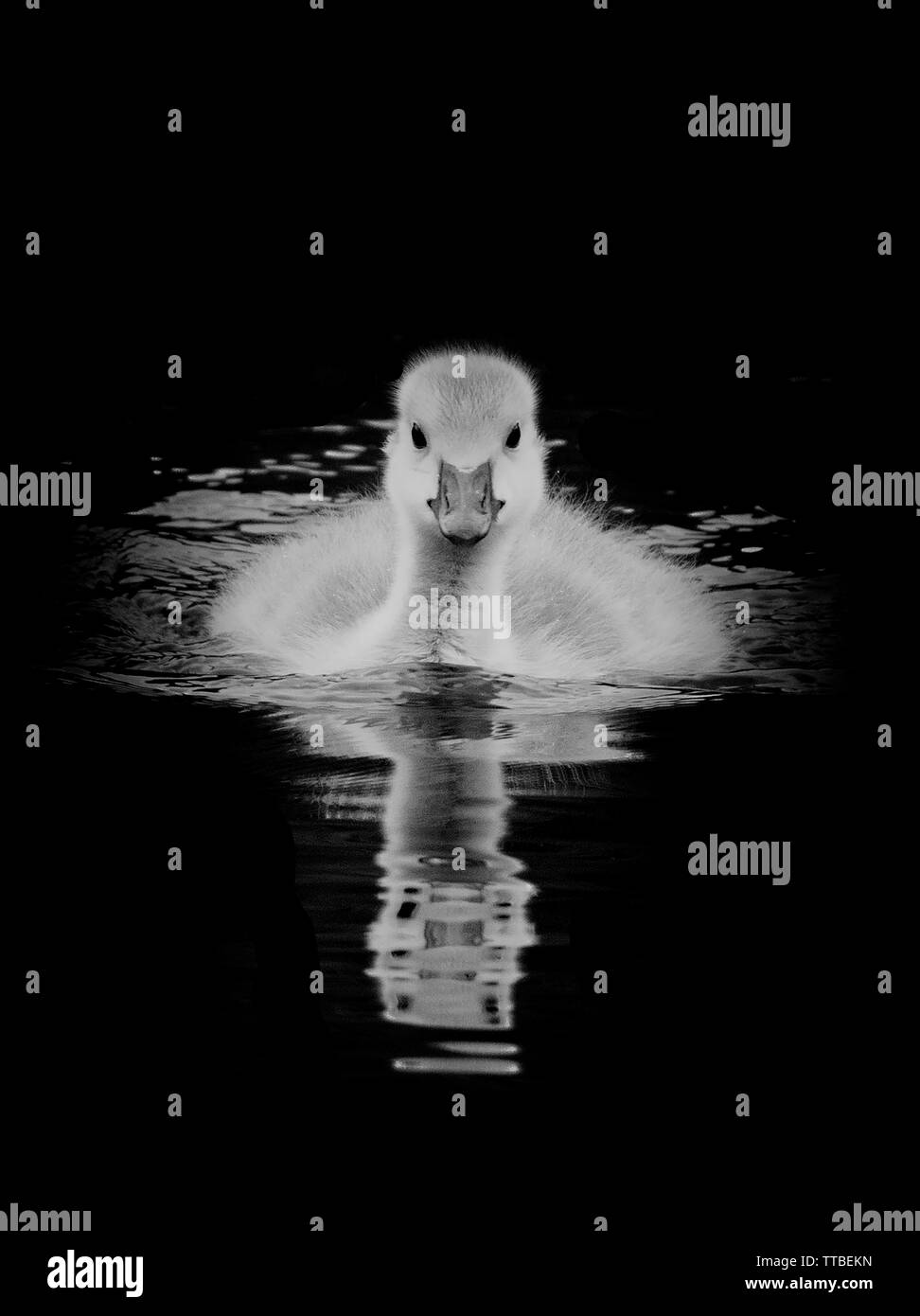 Gosling in Schwarzweiß Stockfoto