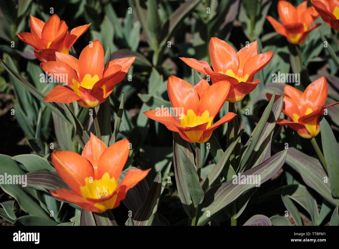 Eine Nahaufnahme von einem Blumenbeet mit roten und gelben Tulpen Stockfoto