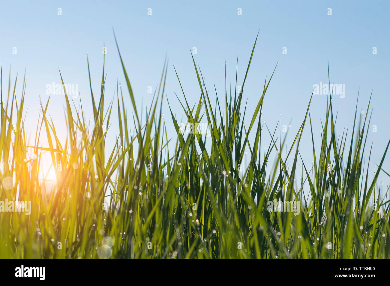 Glänzende Tropfen Morgentau auf dem grünen Rasen in die Strahlen der aufgehenden Sonne gegen den blauen Himmel Stockfoto