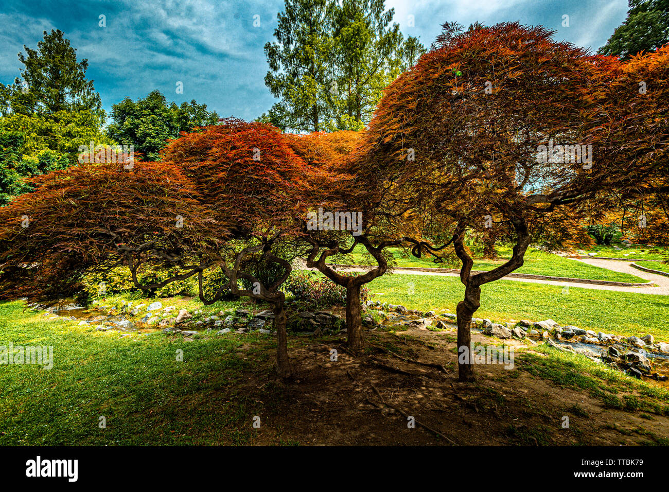 Italien Piemont Turin Valentino Park - Rock garden - Bäume und stream-Japan acero Stockfoto