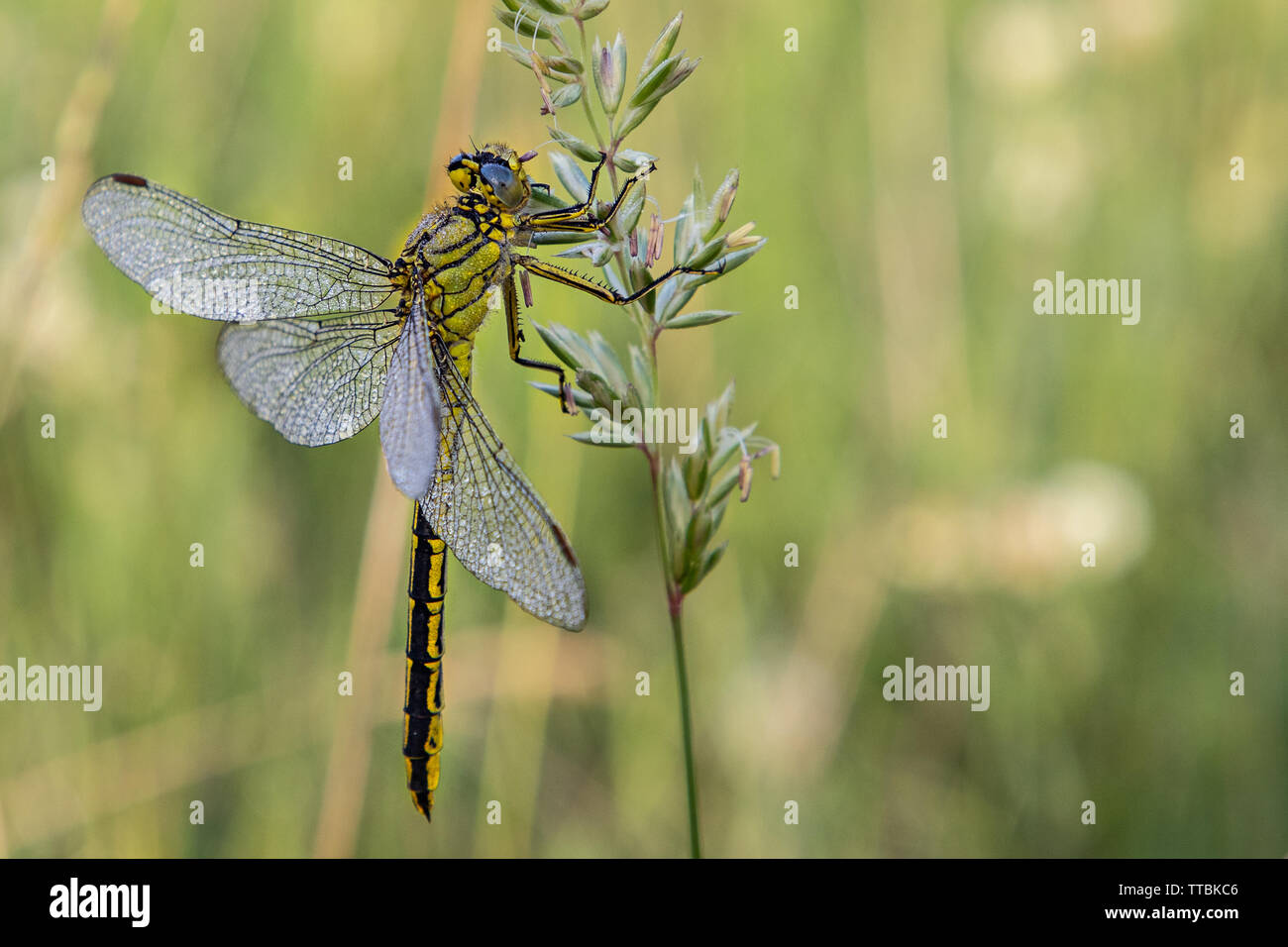 Eine Drachenfliege auf einer Pflanze Stockfoto