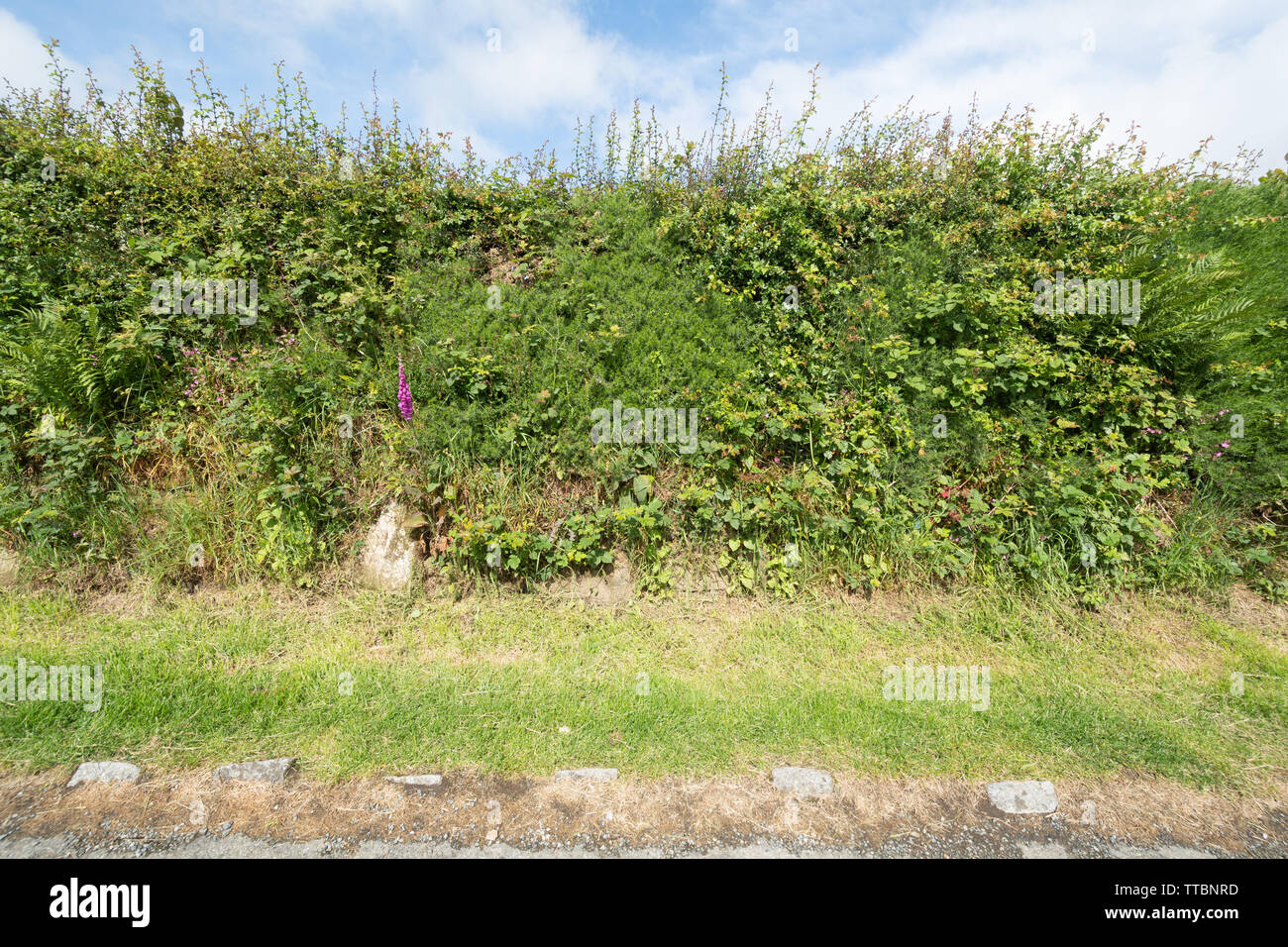 Pembrokeshire hedge Hecke hedgebank (Hedge Bank), eine traditionelle Feldumrandung in Wales, UK, mit Wildblumen im Juni oder Anfang Sommer Stockfoto