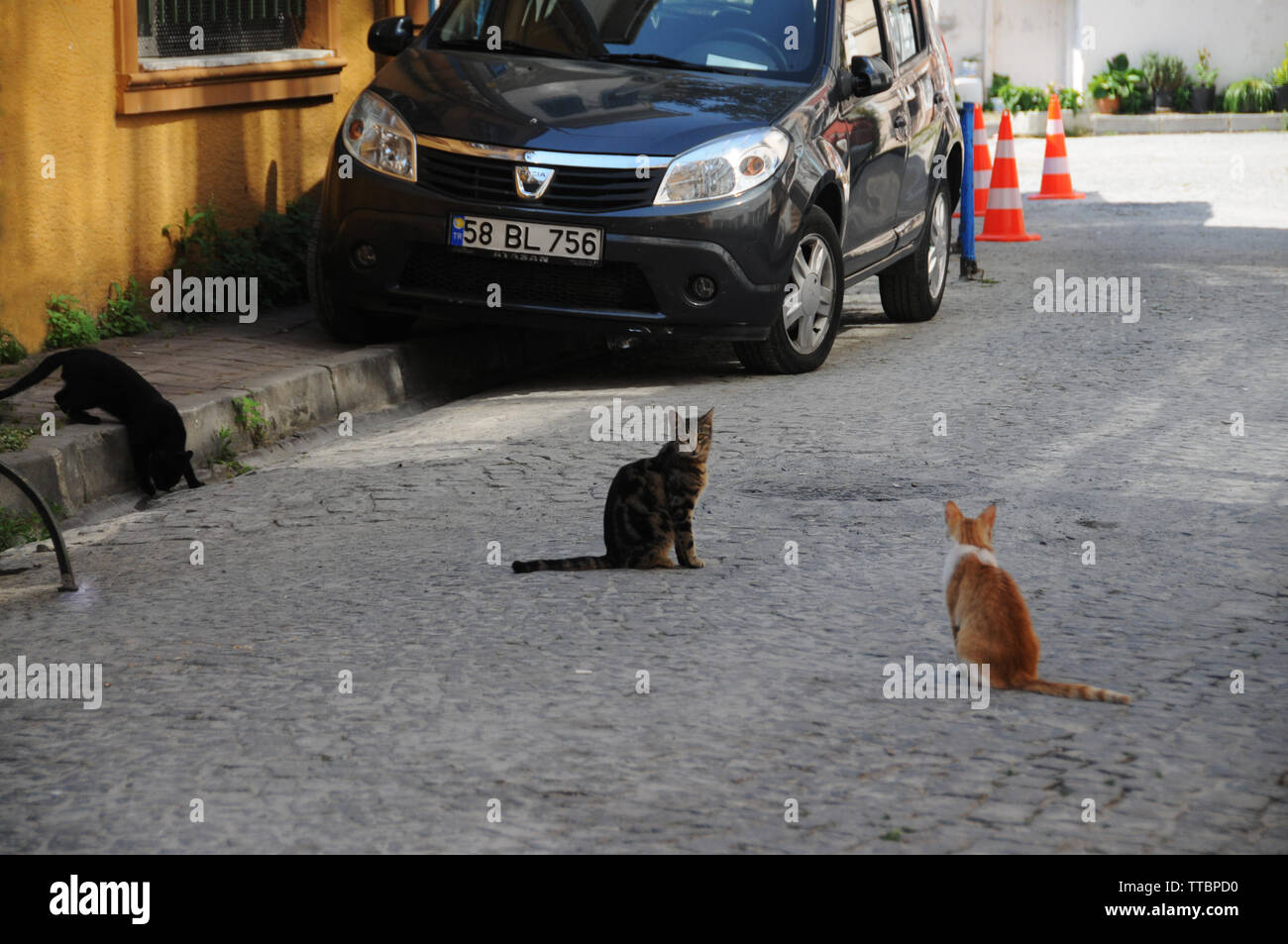 Streunende Katzen von Sultanahmet, Istanbul. Stockfoto