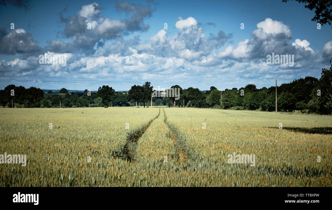 Ein wheatfield mit Reifenspuren, die zum Horizont und Cumulus clouds Overhead. Stockfoto