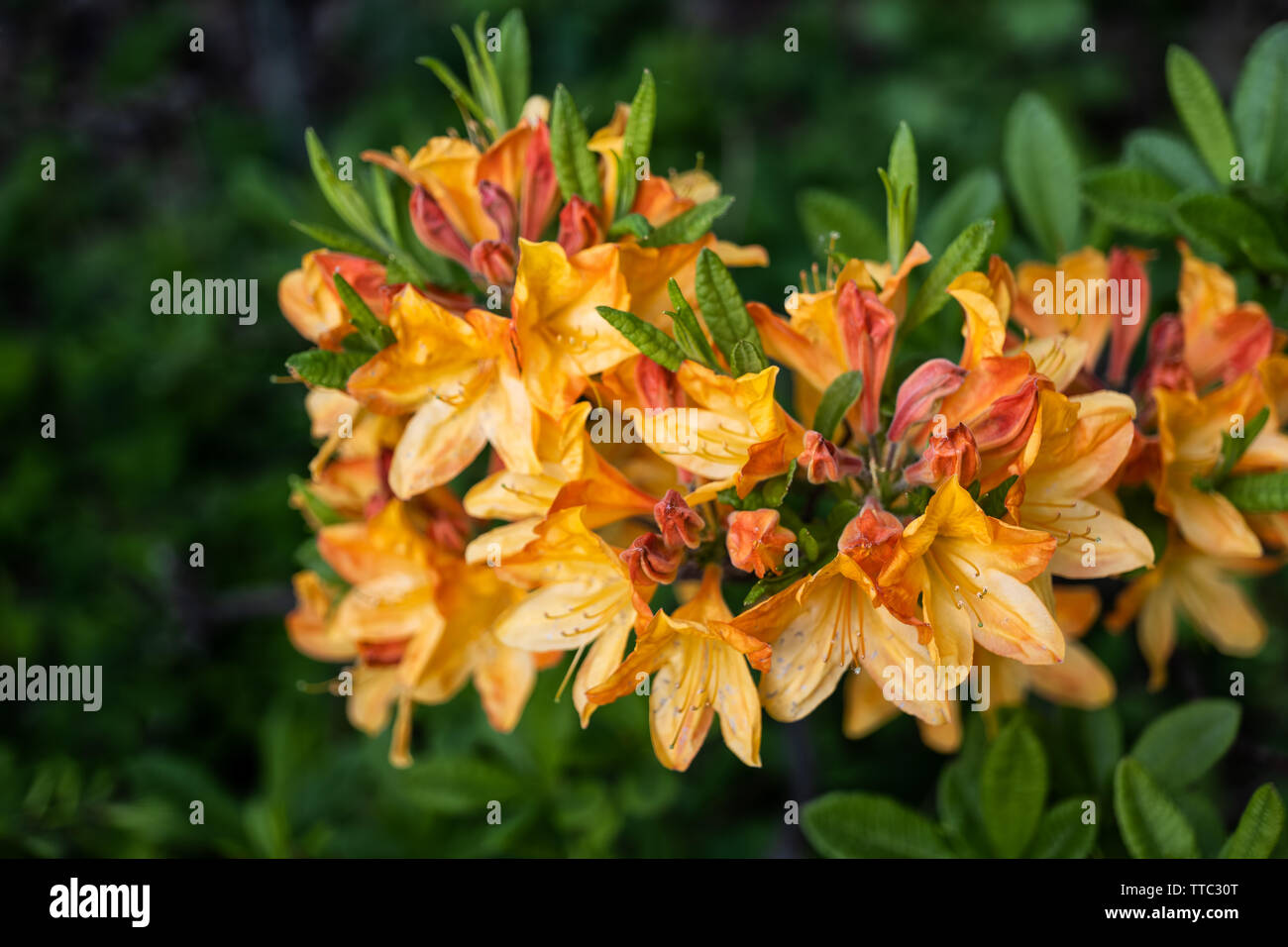 Azalea Rhododendron Glut orange Blumen, Makroaufnahme, flacher Freiheitsgrad. Stockfoto Azalea Rhododendron Glut orange Blumen, Makroaufnahme, flacher Freiheitsgrad. Stockfoto