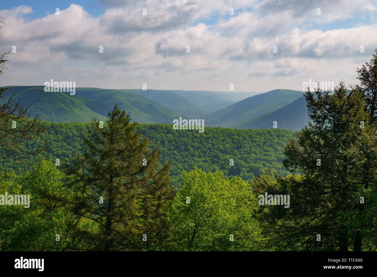 Schwarzwald Trail, Pine Creek Gorge, Tiadaghton State Forest, Allegheny Plateau Berge, Pennsylvania Stockfoto