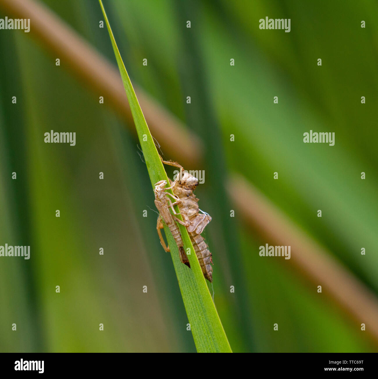Exuvia knapper Chaser Libelle auf Blatt Stockfoto