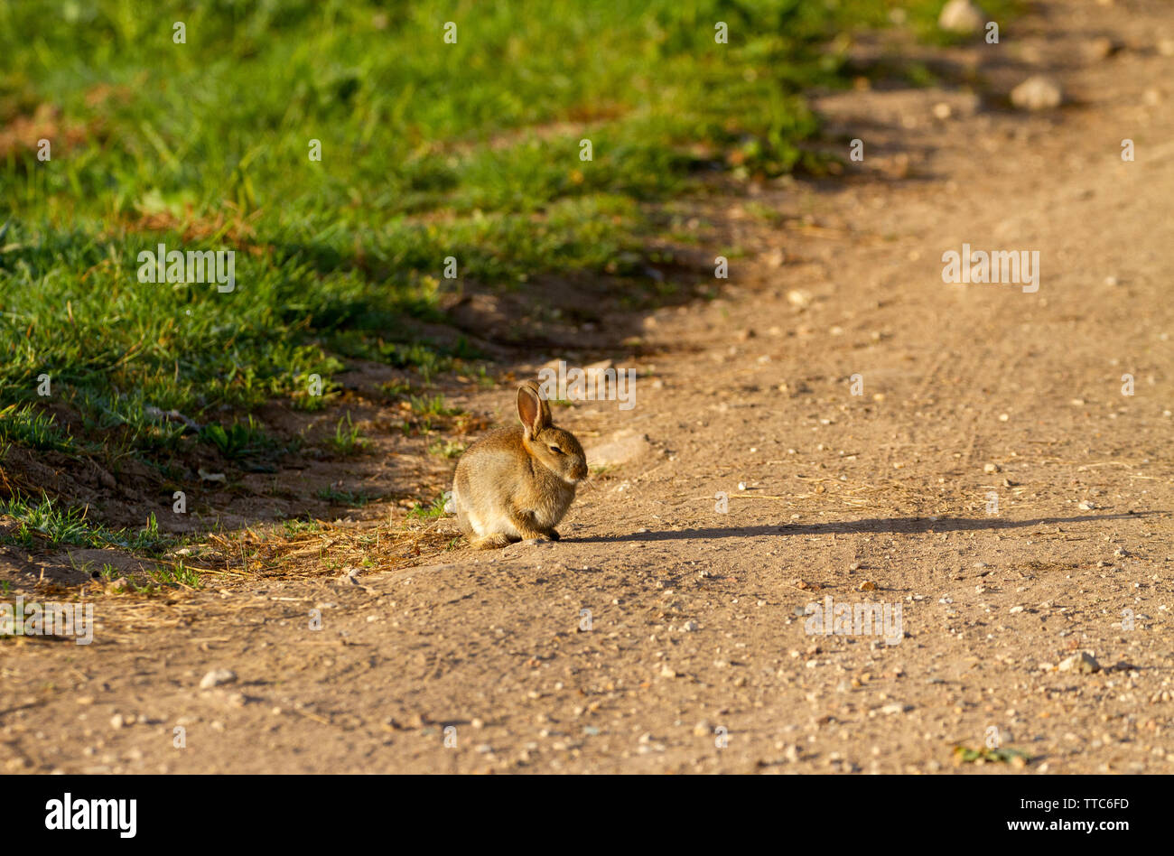 Junge Kaninchen Aalen in der frühen Morgensonne Stockfoto