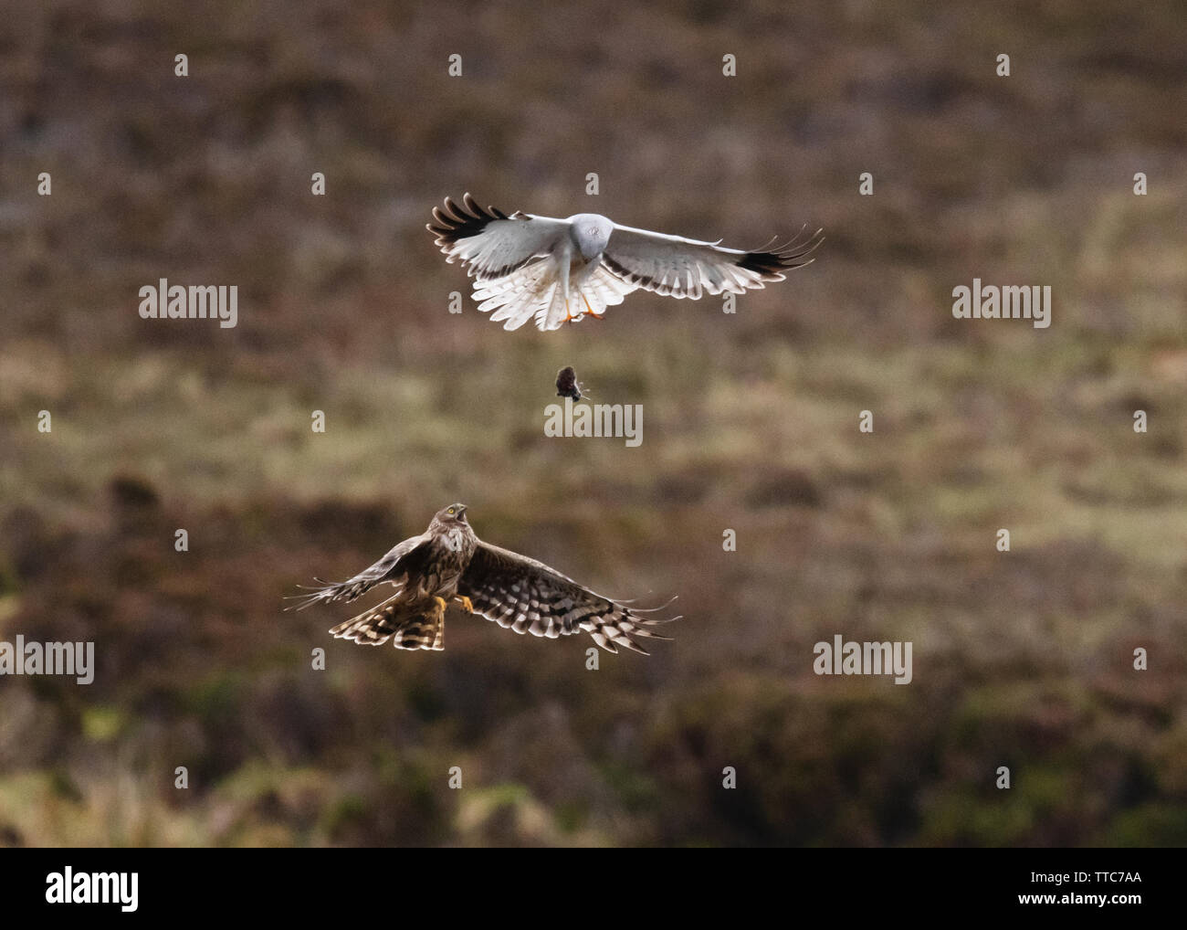 Ein paar der Henne Harriers (Circus cyaneus) eine dramatische Essen pass durchführen, bevor Frau kehrt zum Nest mit der Beute, North Uist, Äußere Hebriden, Schottland Stockfoto