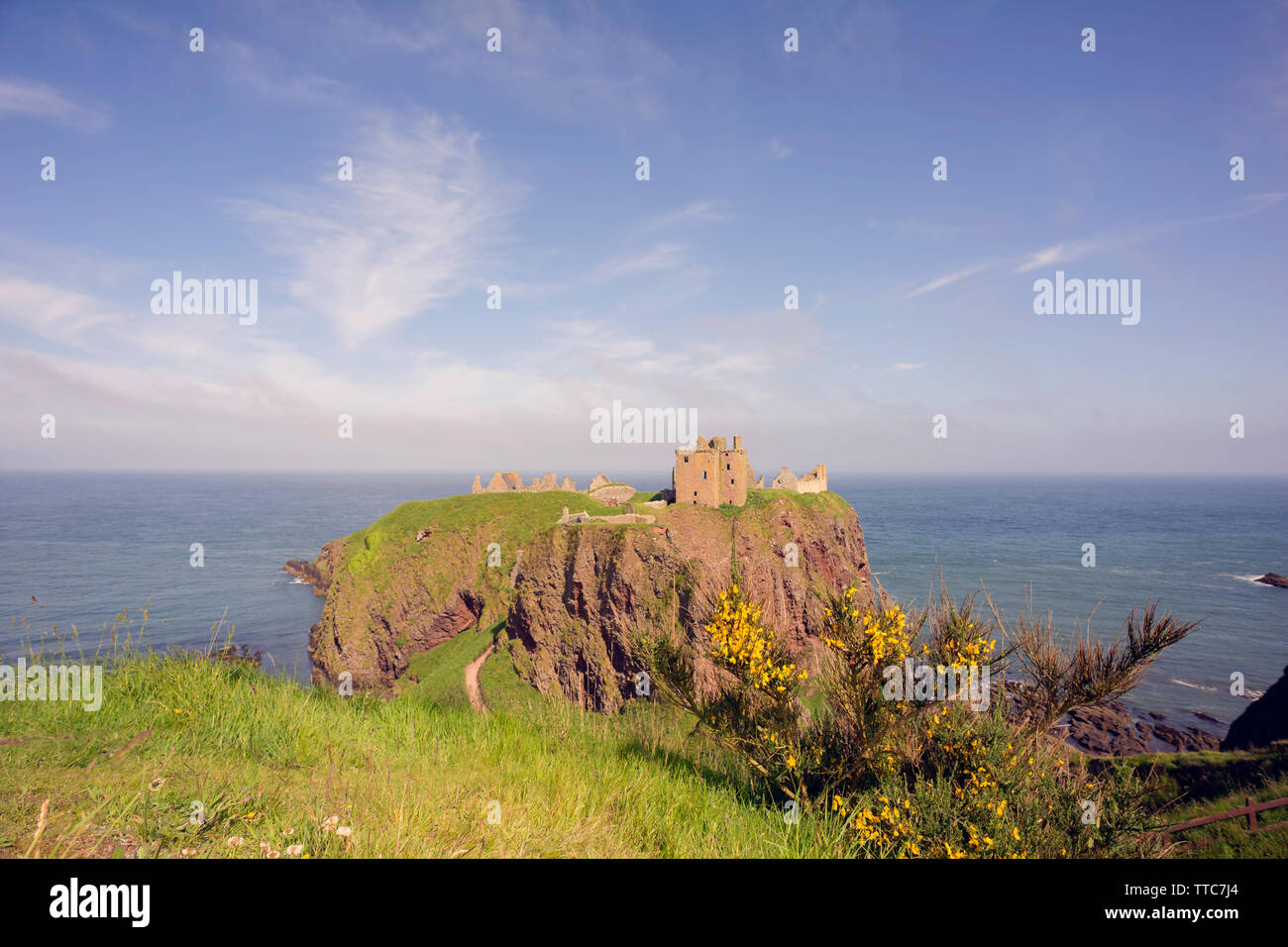 Augenhöhe Ansicht von Dunnottar Castle auf einem Felsen und Meer, Stonehaven, Aberdeenshire, Schottland, Großbritannien. mit Ginster Bush im Vordergrund umgeben. Stockfoto