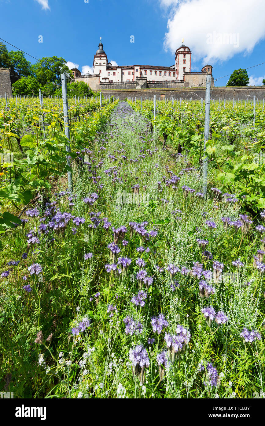 Blick durch Weinreben und blühenden Wildblumen bis zur Festung Marienberg oberhalb der Stadt Würzbuerg am Main, Bayern, Deutschland Stockfoto