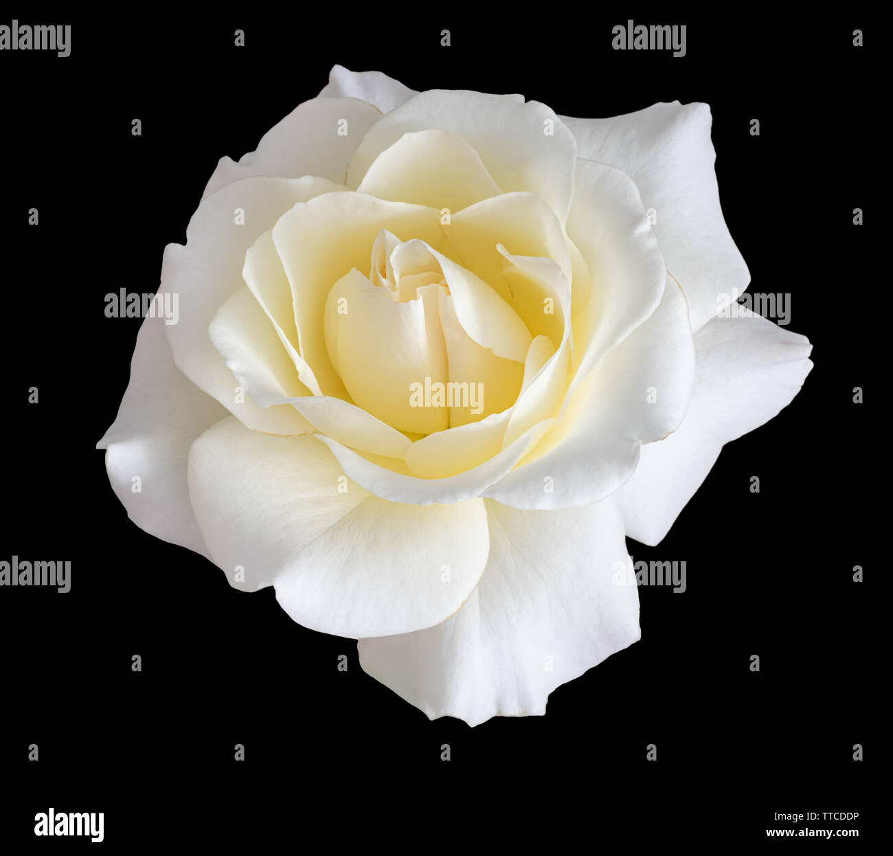 Leuchtend Gelbe Weisse Rose Blume Makro Schwarzer Hintergrund Feine Kunst Stillleben Blumen Close Up Isolierten Bloom Detaillierte Textur Stockfotografie Alamy