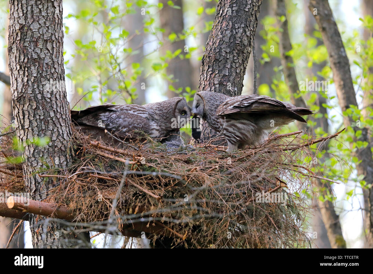 Ein männlicher Bartkauz oder Bartkauz (Strix Nebulosa) übergibt einen Vole zu seinem Partner am Nest in der Bialowieza Waldes von Belarus Stockfoto