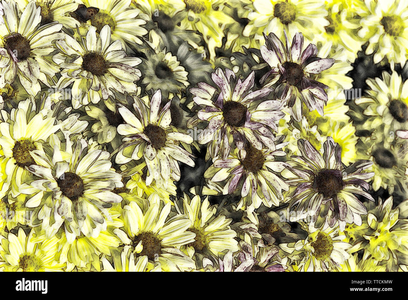 Ein Foto - Darstellung der Chrysanthemen Stockfoto